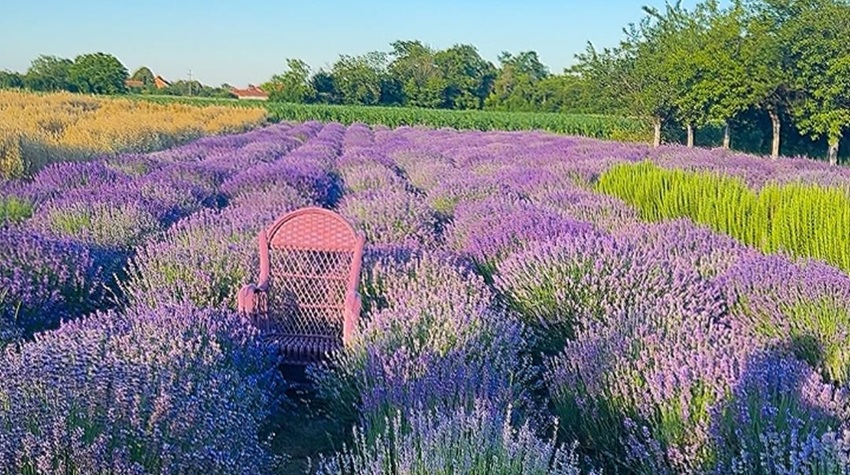 FROM AGRICULTURE TO TOURISM: LAVENDER FROM SEMBERIJA IS BECOMING A BRAND